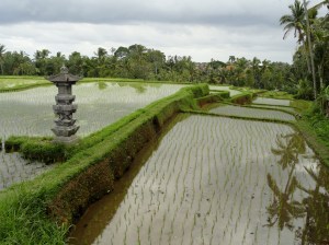 Campuhan Ridge, Ubud, Bali
