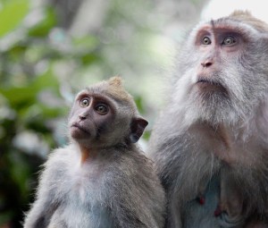 Ubud Monkey Forest, Bali
